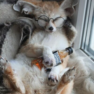 Picture of a fennec fox